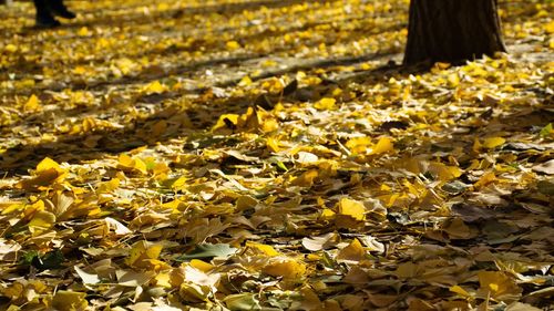 Close-up of sunlight falling on autumn leaves