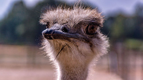 Close-up portrait of bird