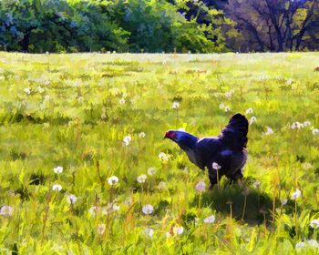 Dog on grassy field