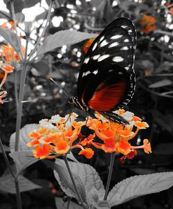 Close-up of butterfly on flower