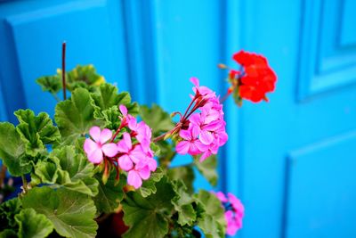 High angle view of flowers blooming against blue door