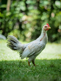 Close-up of bird on field