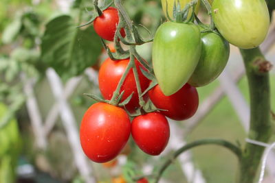 Close-up of cherries on tree