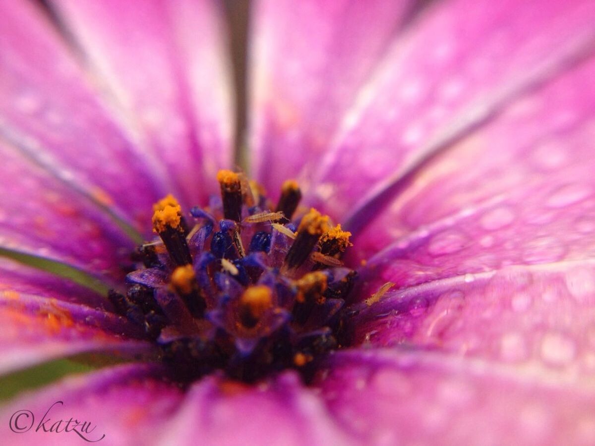 flower, petal, flower head, freshness, fragility, pollen, single flower, beauty in nature, close-up, stamen, growth, nature, selective focus, macro, extreme close-up, full frame, backgrounds, pink color, in bloom, blossom