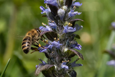 Close-up of bee pollinating on purple flower