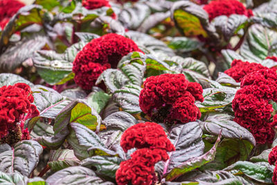 Full frame shot of red berries on plant