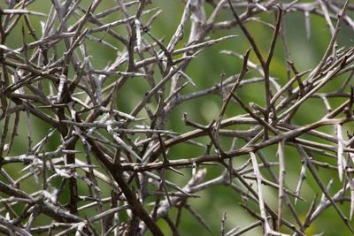 Full frame shot of bare tree branches during winter