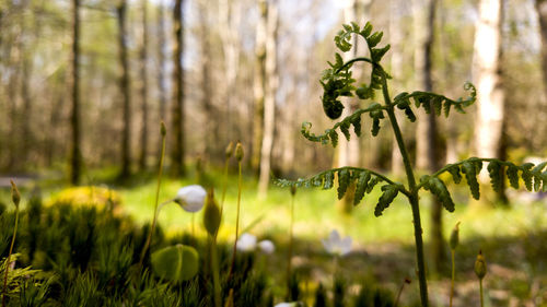 Close-up of plants growing on field