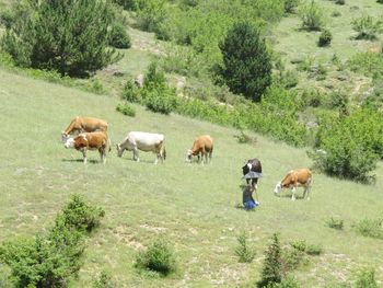 Horses grazing in a field