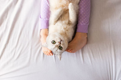 Cute white british cat, resting at home on the bed, between barefoot childrens feet 