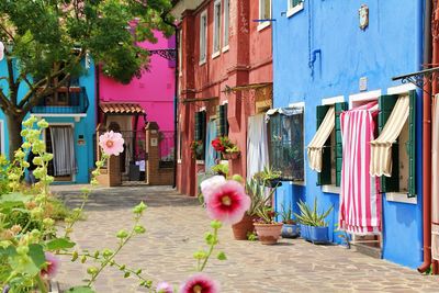 Mallows against a background of coloured houses, specific coloured houses on the island of burano