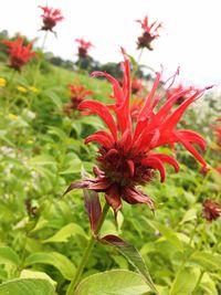 Close-up of red flower blooming outdoors