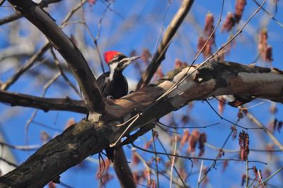 Low angle view of bird perching on tree