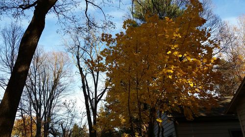 Low angle view of trees against sky