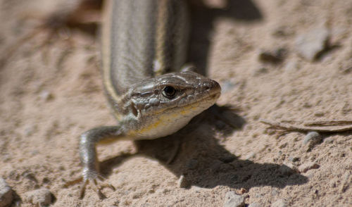 Close-up of lizard on sand