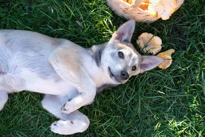 Cute little dog lying on the grass near a basket with mushrooms. playful dog. ready to play dog.