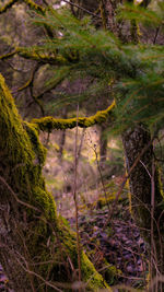 Scenic view of forest