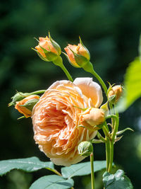Close-up of fresh red rose flower bud