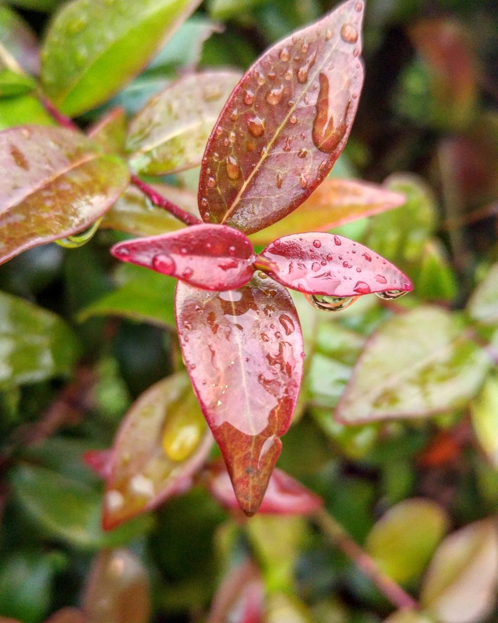 drop, growth, freshness, close-up, wet, fragility, leaf, water, beauty in nature, focus on foreground, flower, nature, plant, dew, petal, raindrop, season, rain, selective focus, weather