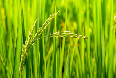 Close-up of crops growing on field