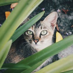 Close-up portrait of cat