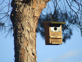 Close-up of tree trunk