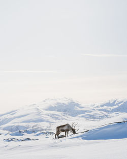 Reindeer standing on snowcapped mountain against sky