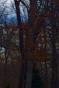 Low angle view of trees against sky