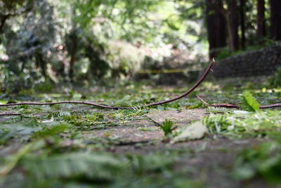 Close-up of leaves on tree trunk in forest