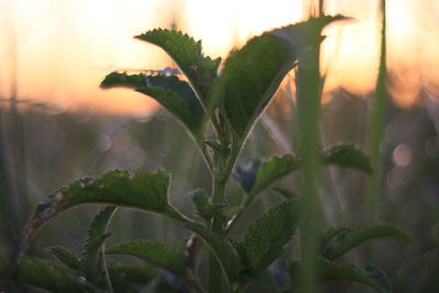 Close-up of plant growing on field