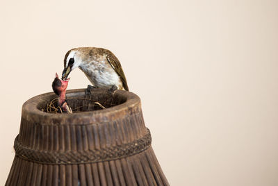 Close-up of bird perching on white background