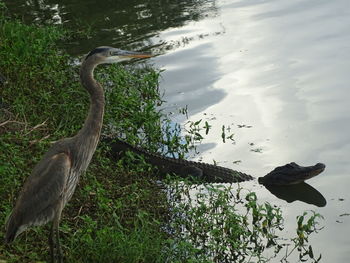 View of a bird in a lake