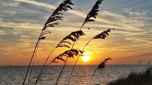 Silhouette plants against sea during sunset