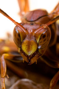 Close-up of insect