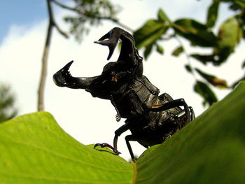 Close-up of butterfly perching on leaf