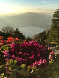 Close-up of pink flowers against sky