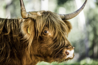 Close-up of cow