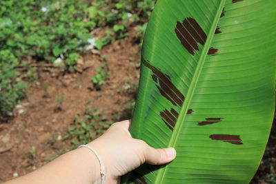 Cropped image of person holding green leaves