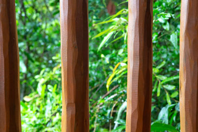 Close-up of bamboo trees in forest