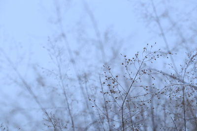 Low angle view of plants growing on field against sky