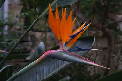 Close-up of yellow flower