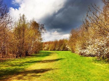 Trees growing on field against sky