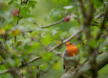 Bird perching on a tree