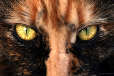 Extreme close-up portrait of cat