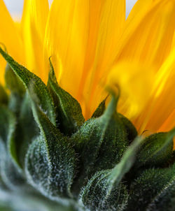 Close-up of sunflower on plant