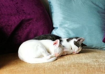 High angle view of cat sleeping on bed