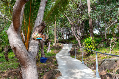 Walkway amidst trees in forest