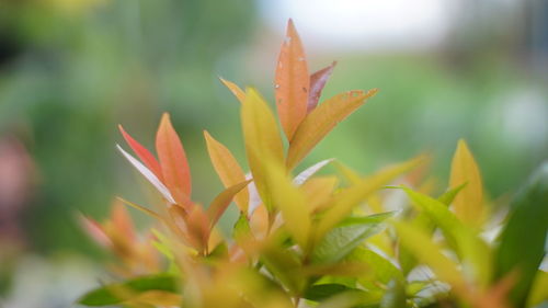 plant