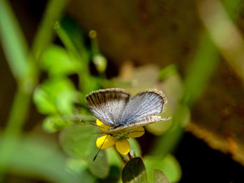 Close-up of butterfly pollinating flower