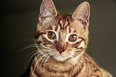 Close-up portrait of cat